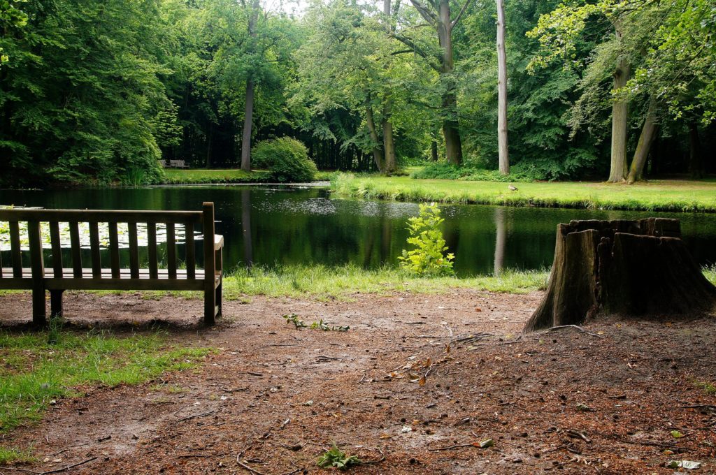 Bench and stump in the forest by a lake